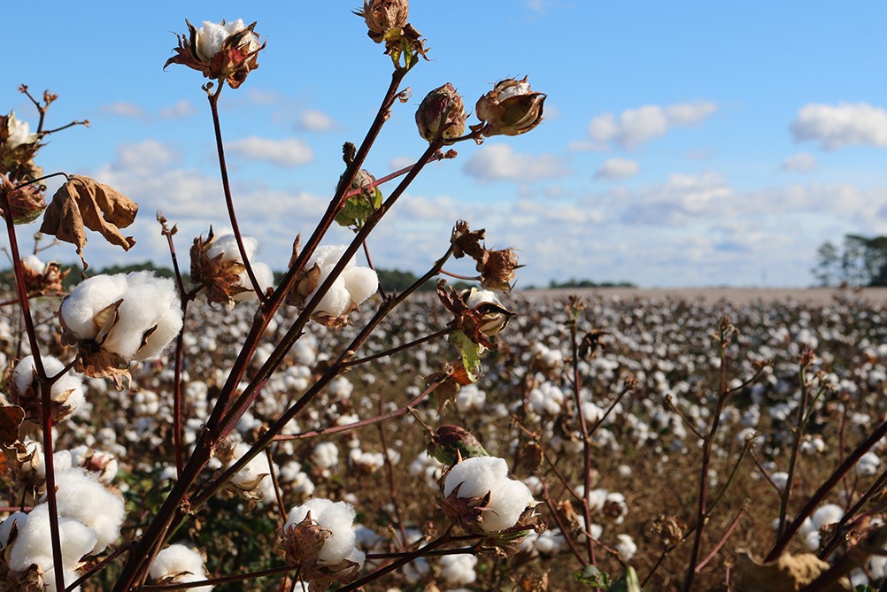 Biobaumwolle verzichtet auf den Einsatz chemischer Dünge- und Pflanzenschutzmittel